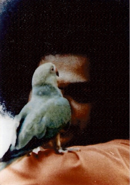 Saytha Sai Baba mit der Taube
